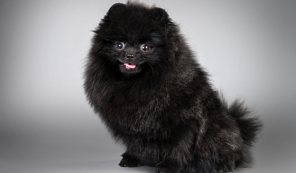 Черный пушистый шпиц на сером фоне