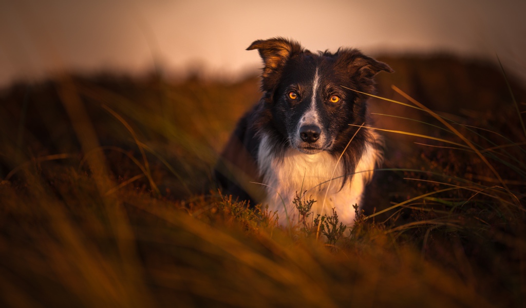 Собака породы бордер колли в траве