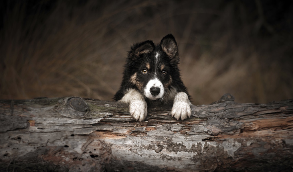 Щенок бордер колли лежит на сухом дереве