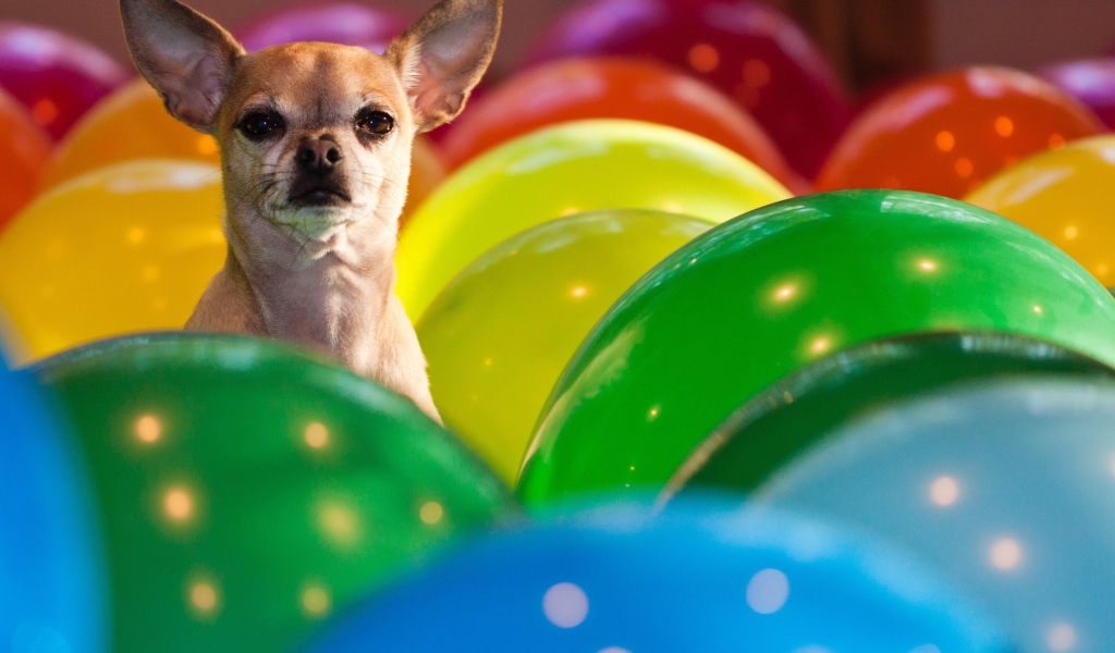 Чихуахуа сидит в воздушных шариках 