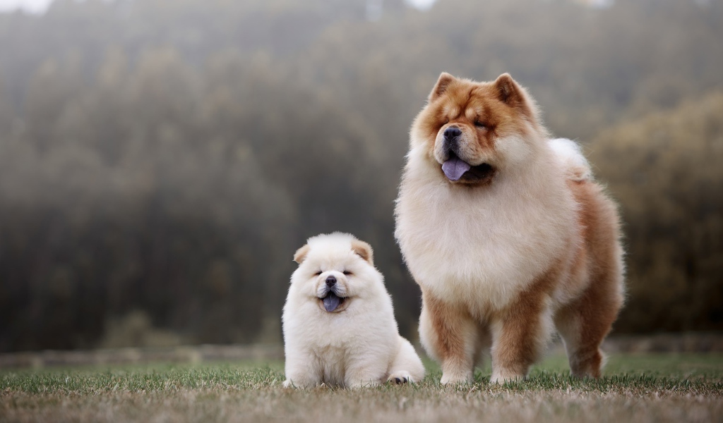 Собака породы чау чау с пушистым маленьким щенком