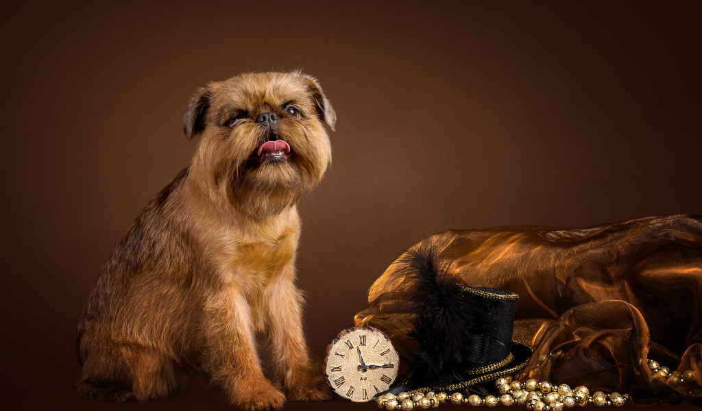 Dog breed Belgian griffon with a clock and a hat on a brown background
