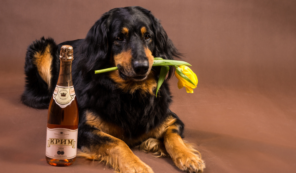Собака породы ховаварт с шампанским и тюльпаном в зубах 