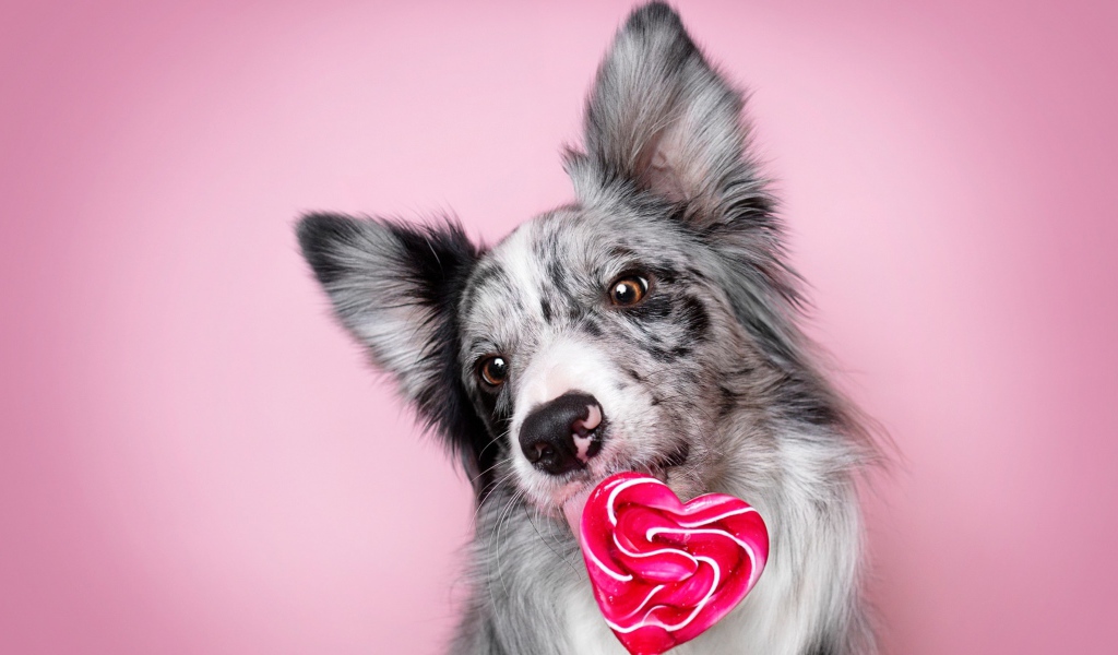 Собака породы бордер-колли с леденцом в форме сердца на розовом фоне