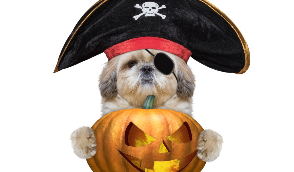 Пес в костюме пирата с тыквой на Хэллоуин 