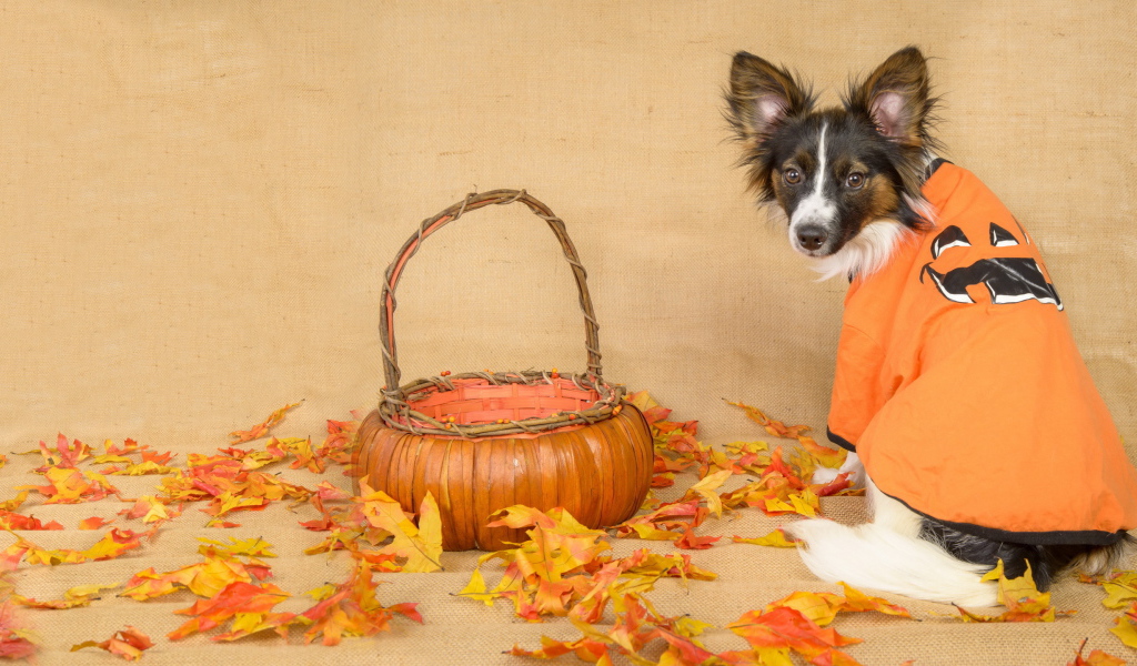 Собака с корзиной и опавшими листьями 