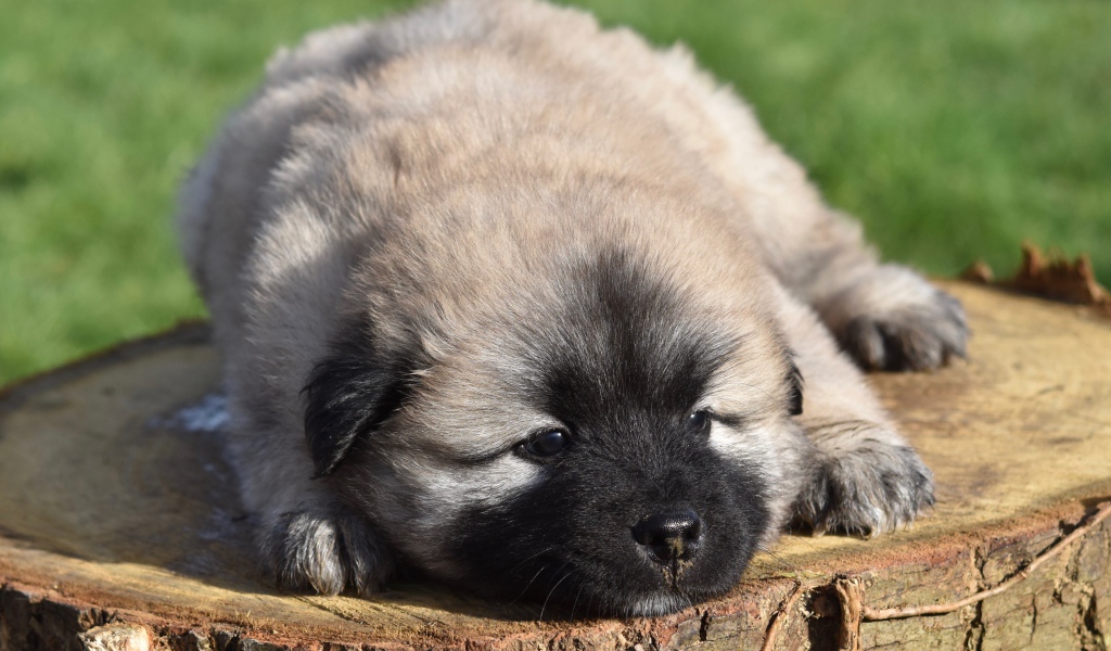 Щенок породы Евразиер лежит на пне