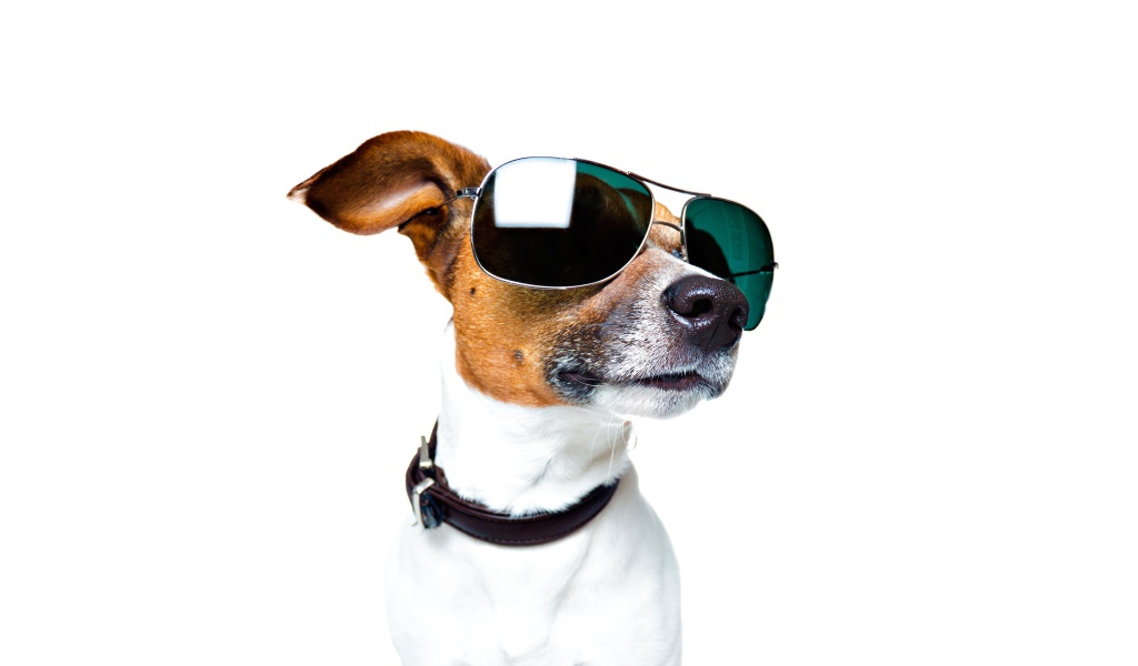 Fashionable jack russell terrier with glasses on a white background