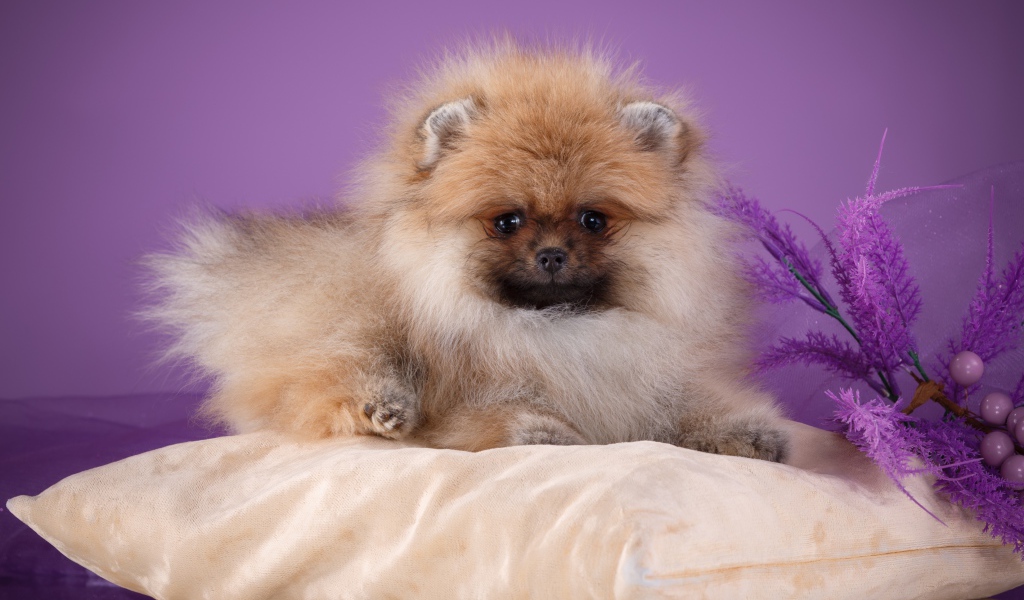 Пушистый шпиц лежит на подушке