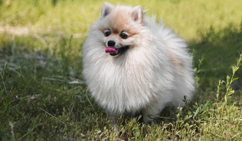 Пушистый шпиц с высунутым языком на зеленой траве