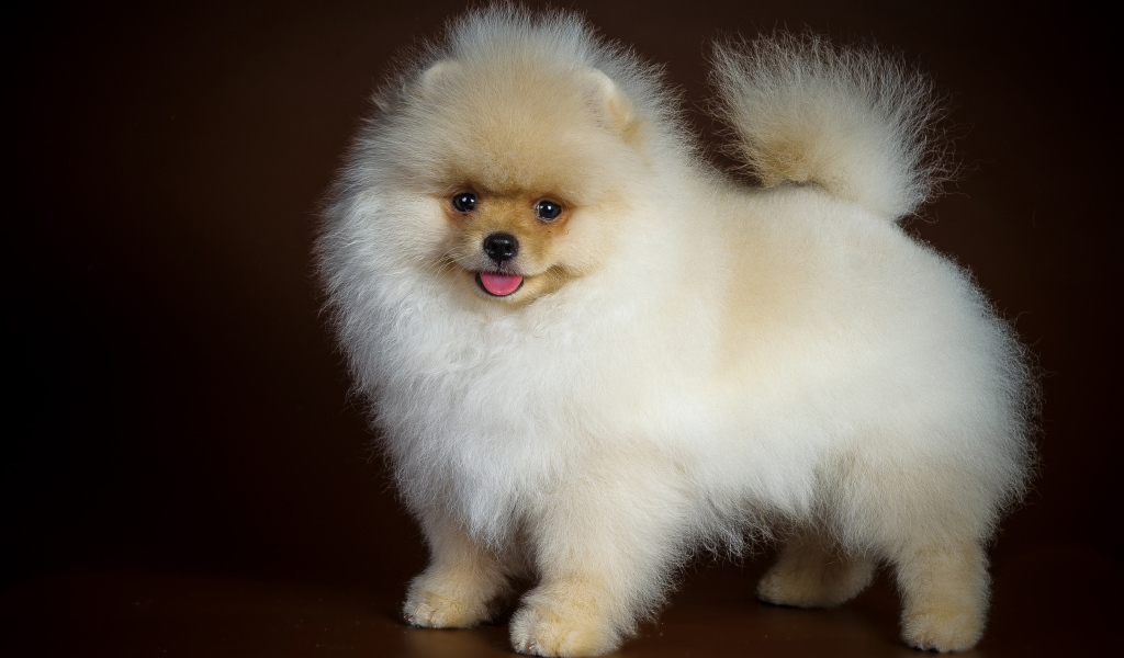 Пушистый забавный белый шпиц на коричневом фоне