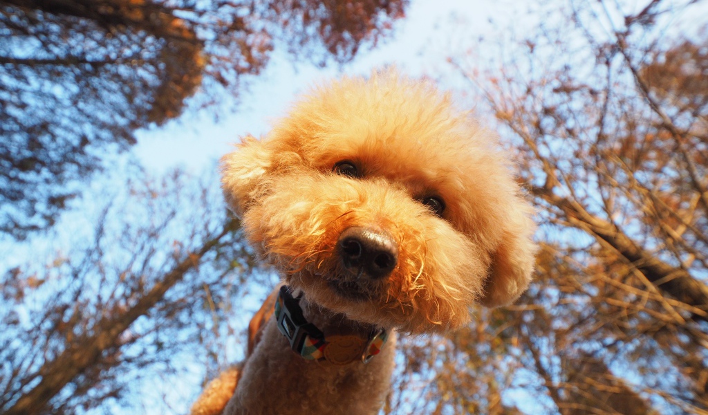 Пушистый рыжий пес смотрит в объектив камеры 