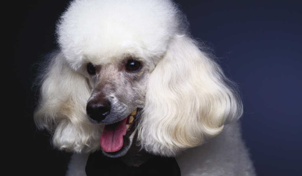 Пушистый белый пудель с черной бабочкой на шее