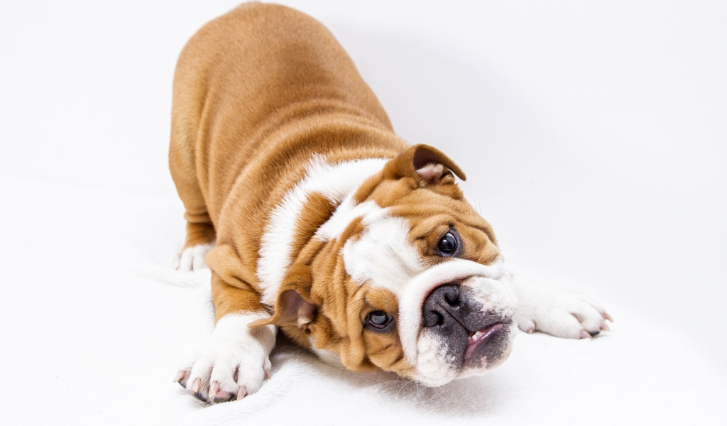 Забавный бульдог на белом фоне