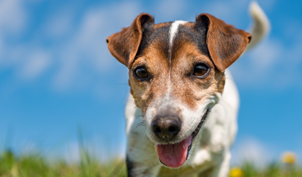 Смешной пес породы Джек-рассел-терьер крупным планом