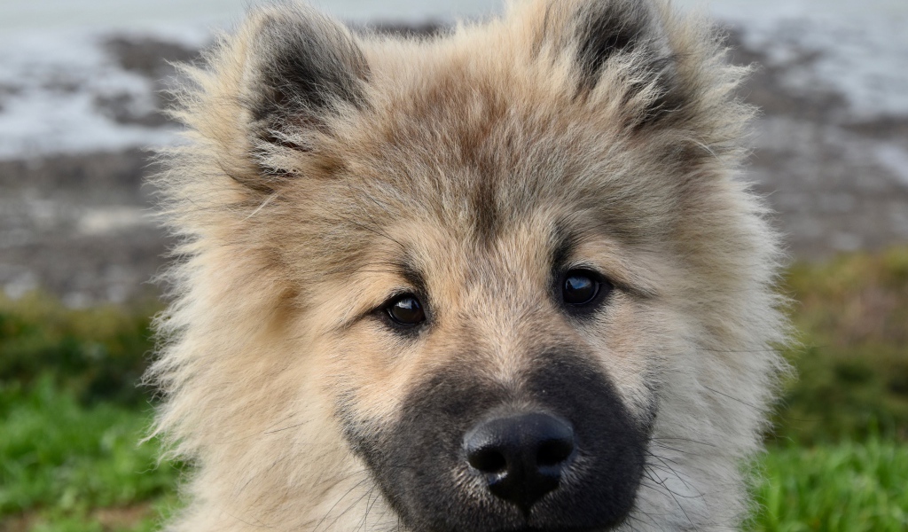 Забавный пушистый щенок породы Евразиер крупным планом