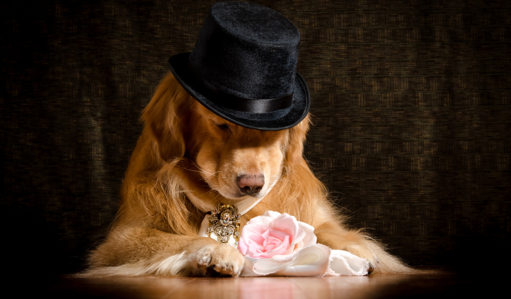 Золотистый ретривер в черной шляпе с розовой розой