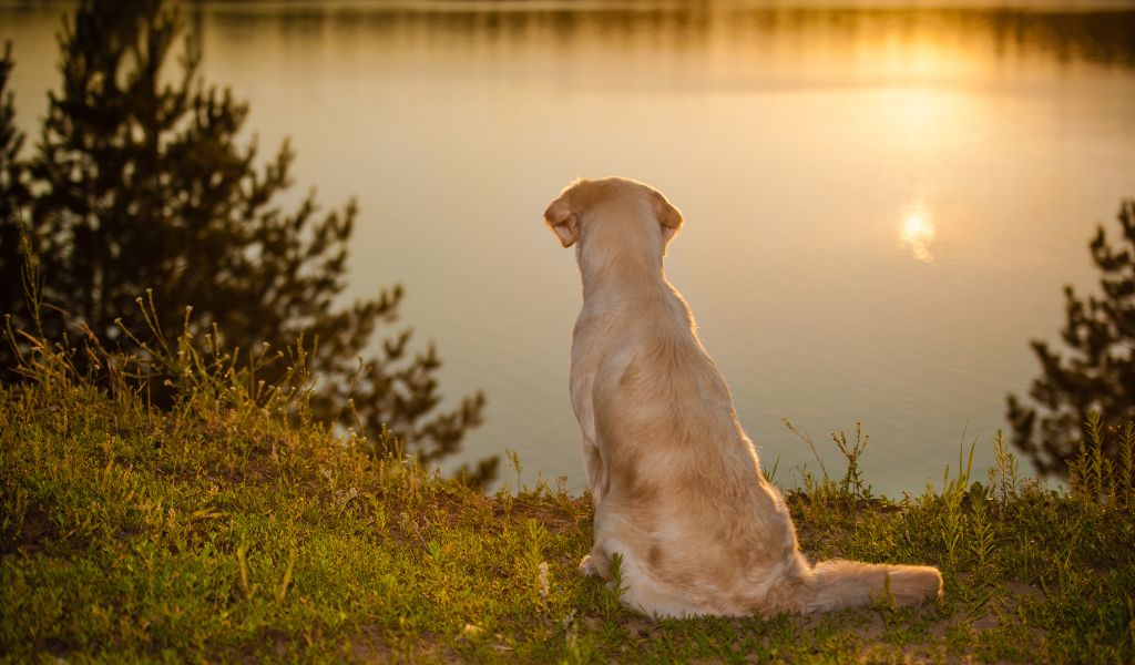 Золотистый ретривер сидит у воды на закате