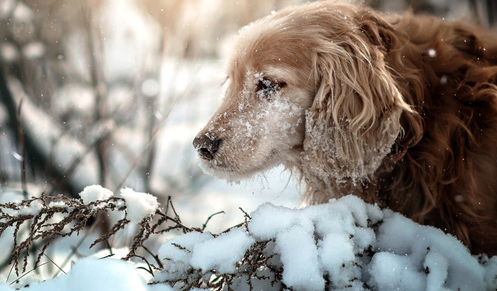 Golden Retriever with a muzzle in the snow
