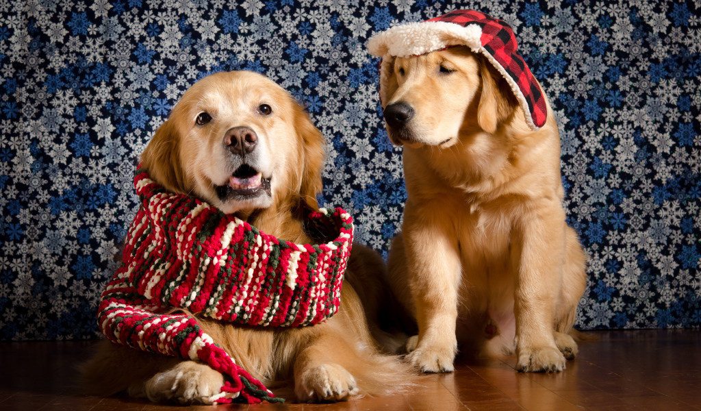 Golden Retriever with a scarf around his neck and a Golden Retriever in a hat against the wall