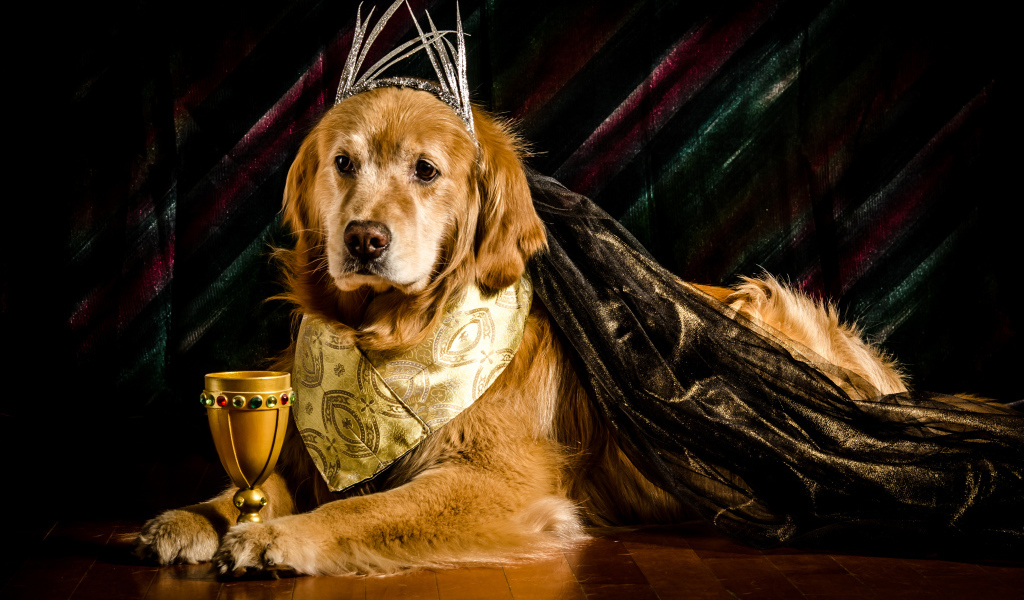 Золотистый ретривер в костюме с кубком