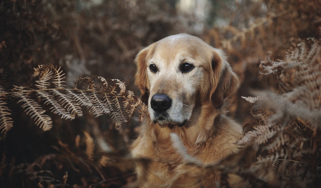 Золотистый ретривер сидит в траве 