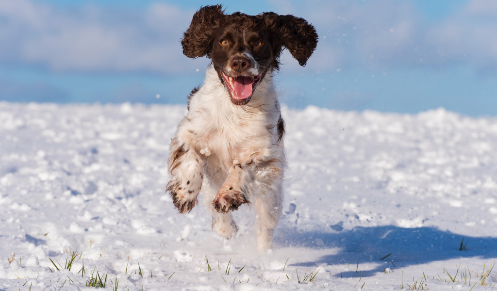 Довольный спаниель бежит по снегу 