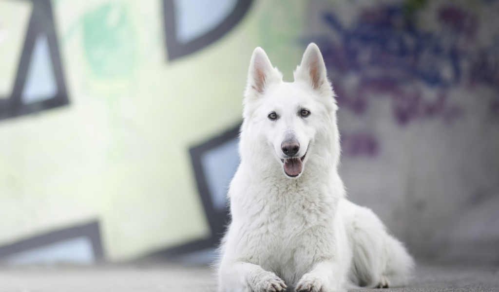 Большая белая овчарка с высунутым языком