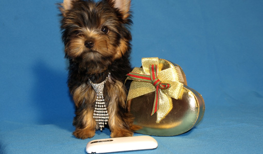 Маленький йоркширский терьер с коробкой на голубом фоне