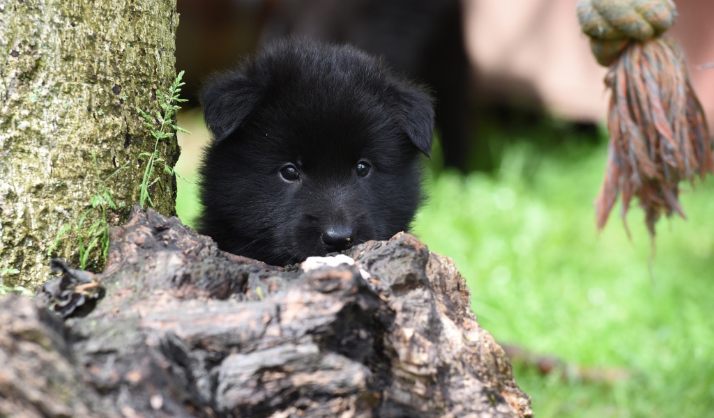 Маленький черный щенок бельгийской овчарки