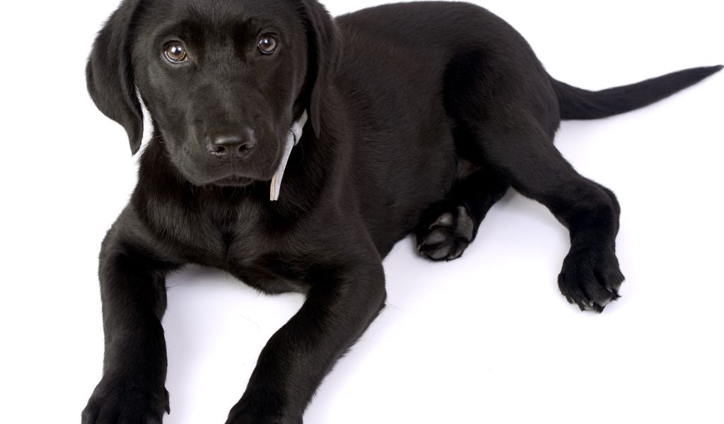 Маленький черный щенок лабрадора на белом фоне