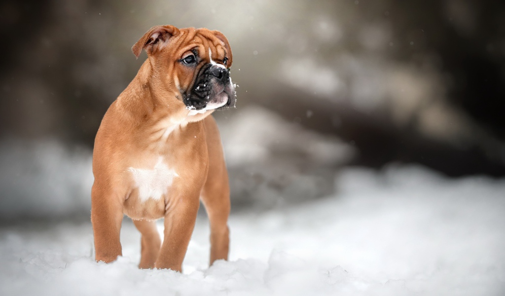 Маленький щенок боксера на снегу