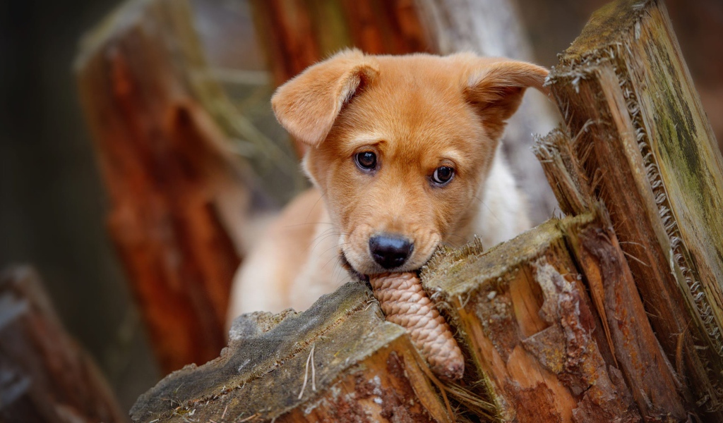 Маленький рыжий щенок грызет шишку