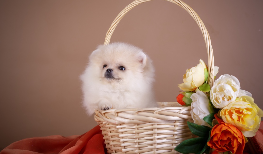 Маленький шпиц сидит в корзине с цветами