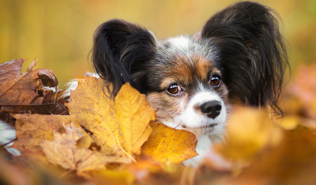 Папильон лежит в опавшей осенней листве