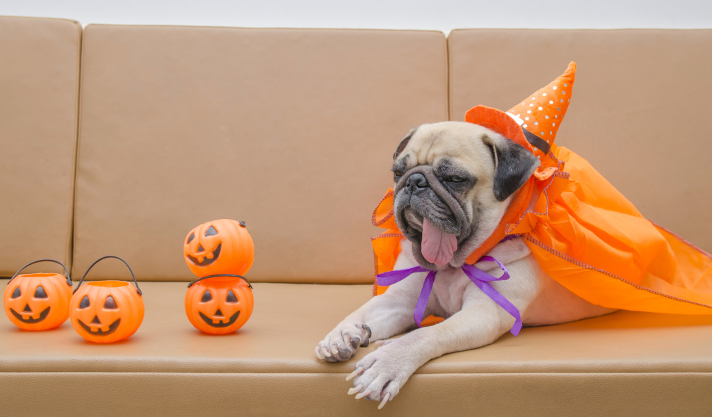 Мопс костюме на Хэллоуин лежит на диване