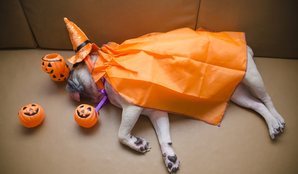 Мопс в костюме спит на диване с тыквами