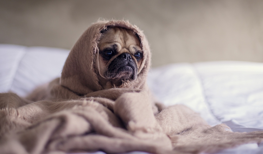 Мопс закутан в одеяло 