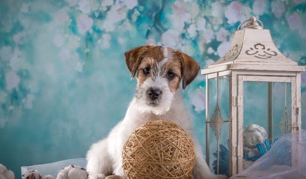 Щенок Силихем-терьер с декором