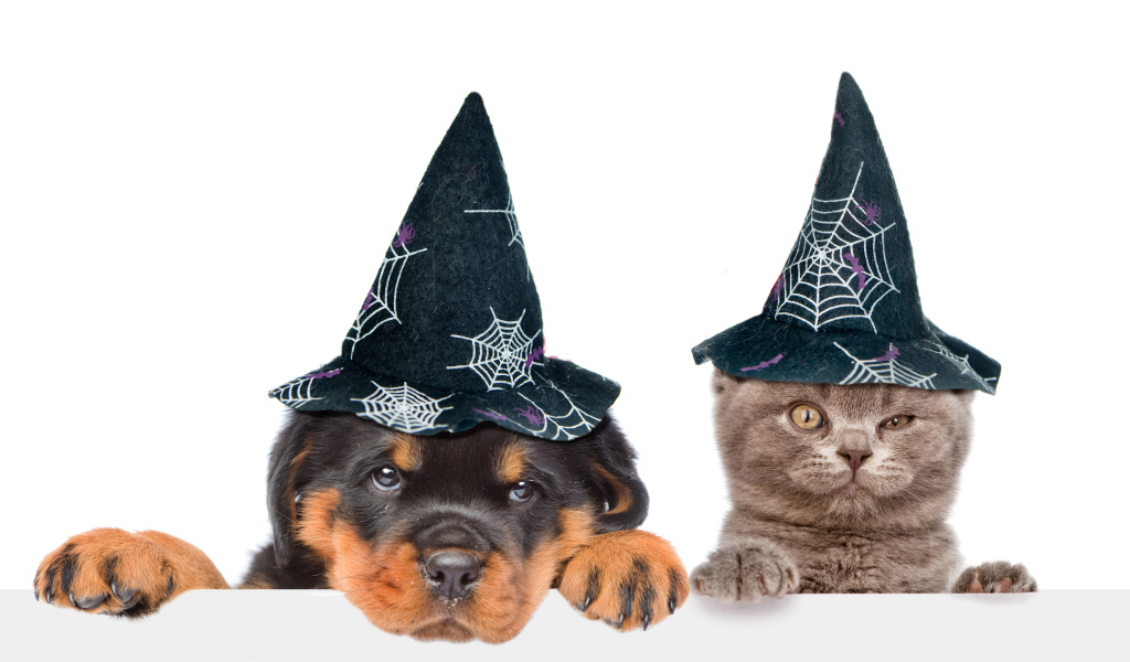 Щенок и котенок в колпаках на Хэллоуин 