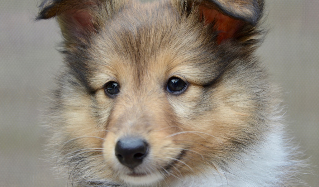 Щенок породы шетландская овчарка морда крупным планом