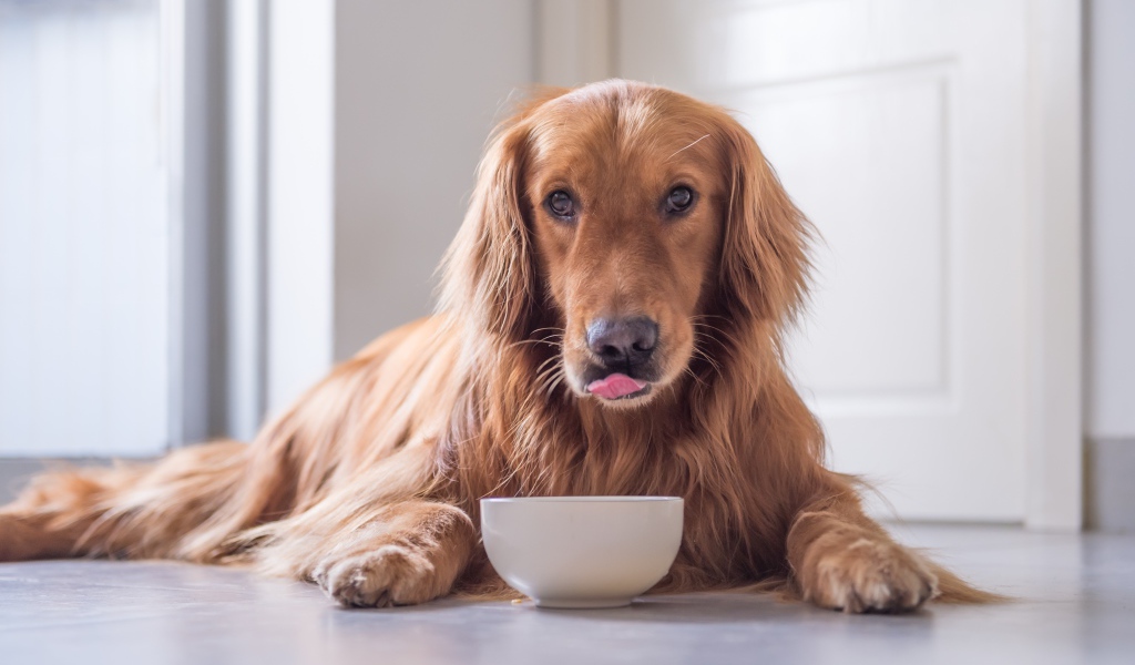 Породистая рыжая собака с чашкой 