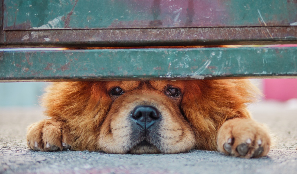 Рыжий породистый пес смотрит под забором