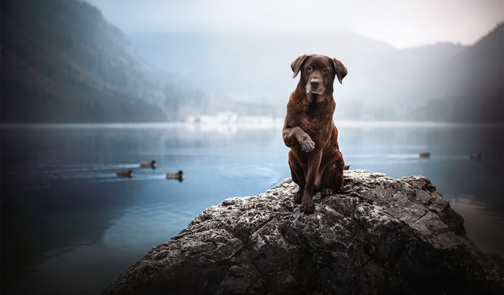 Грустный коричневый пес сидит на камне у воды