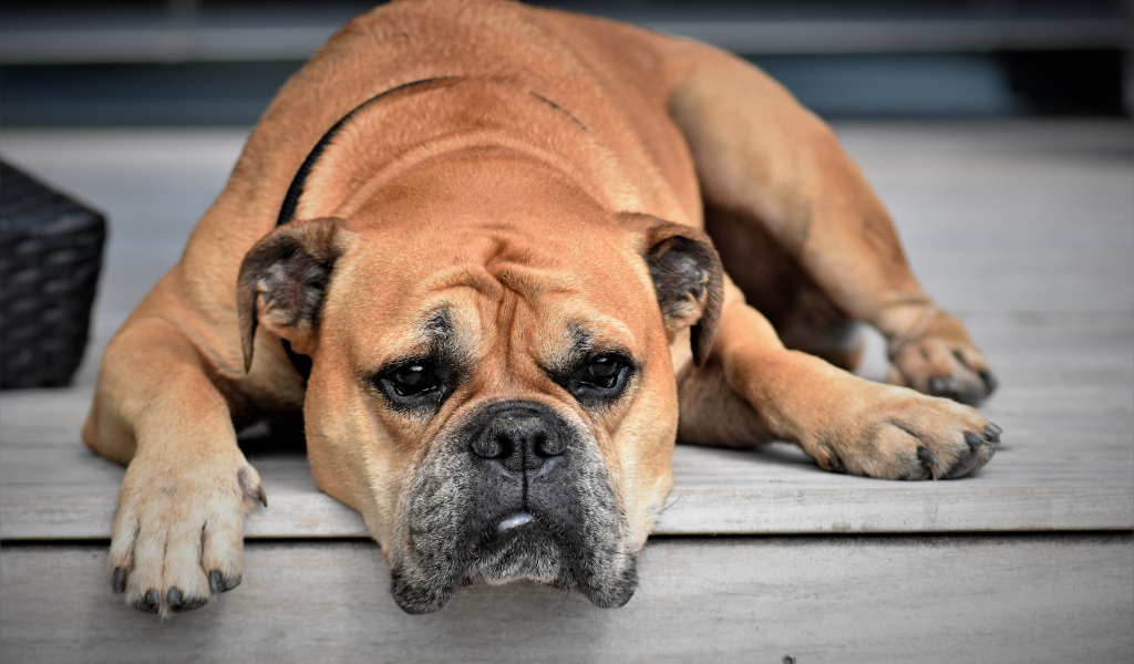 Грустный бульдог лежит на полу