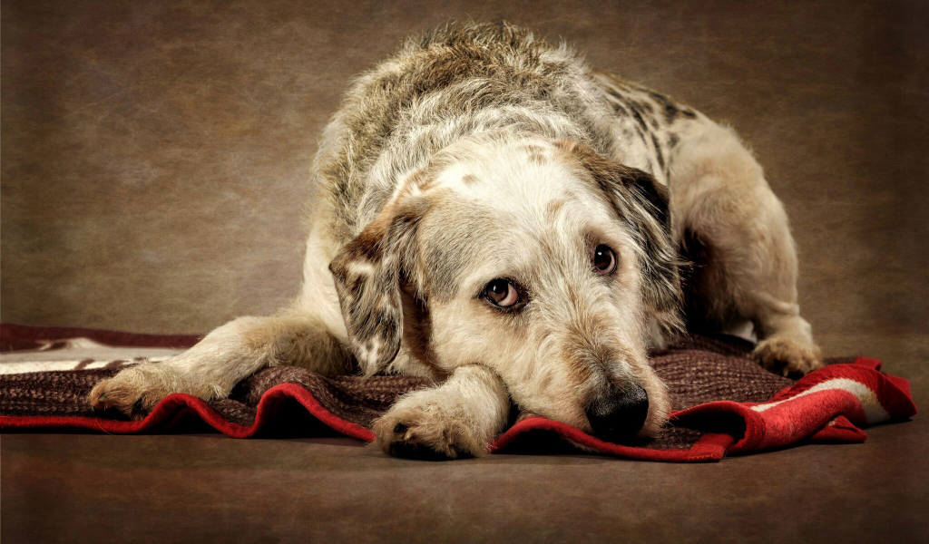 Грустный пес лежит на покрывале
