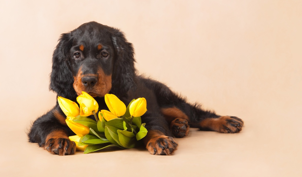 Sad dog with a bouquet of yellow tulips