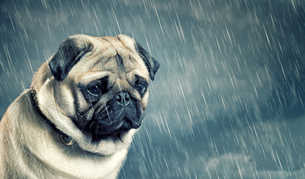 Грустный мопс под дождем