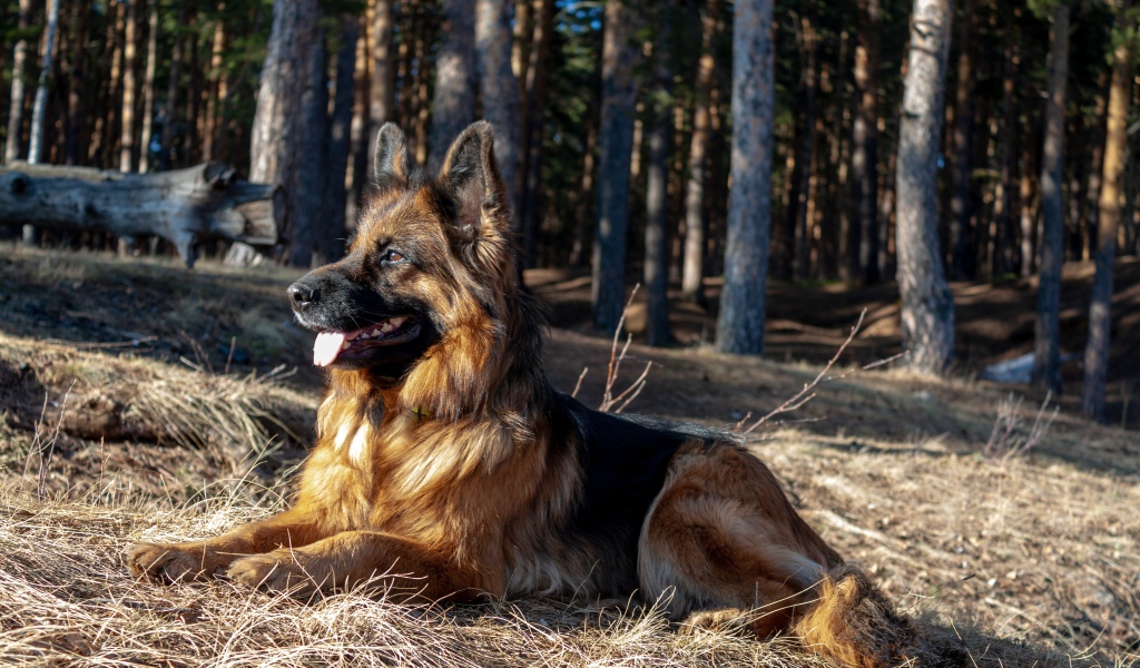 Овчарка с высунутым языком лежит на сухой траве в лесу