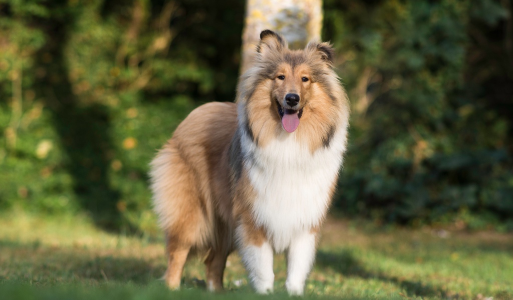 Собака породы шелти с высунутым языком